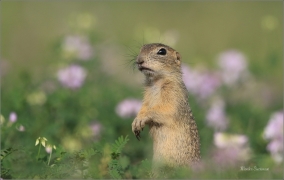 <p>SYSEL OBECNÝ (Spermophilus citellus) --- /European ground squirrel - Europäisches Ziesel/</p>